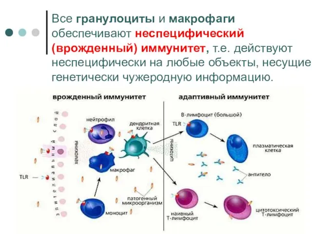 Все гранулоциты и макрофаги обеспечивают неспецифический (врожденный) иммунитет, т.е. действуют