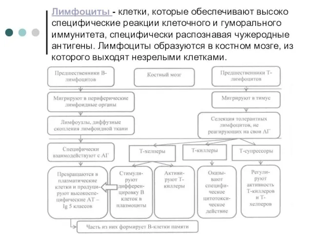 Лимфоциты - клетки, которые обеспечивают высоко специфические реакции клеточного и