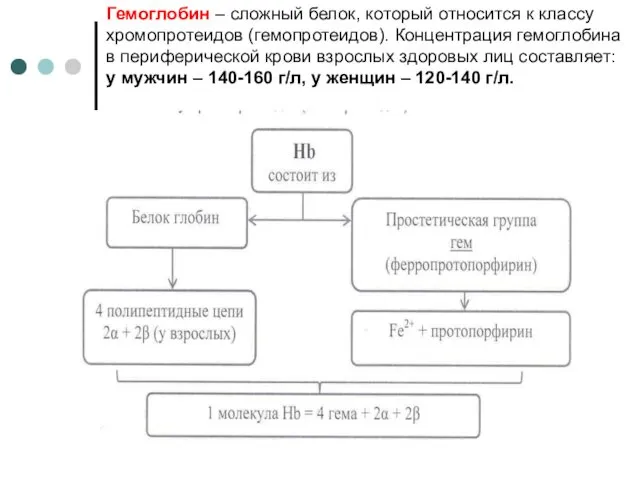 Гемоглобин – сложный белок, который относится к классу хромопротеидов (гемопротеидов).