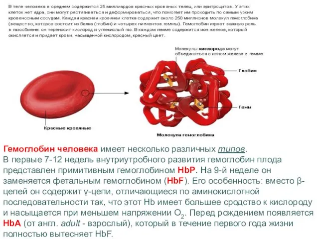 Гемоглобин человека имеет несколько различных типов. В первые 7-12 недель