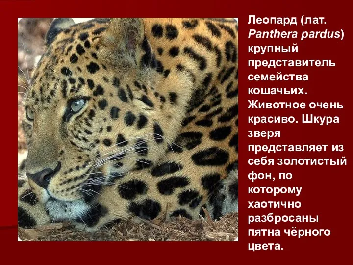 Леопард (лат. Panthera pardus) крупный представитель семейства кошачьих. Животное очень красиво. Шкура зверя