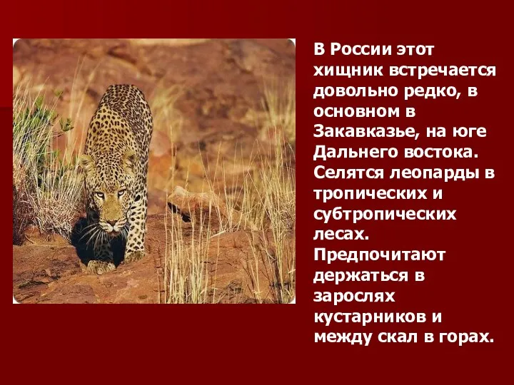 В России этот хищник встречается довольно редко, в основном в Закавказье, на юге