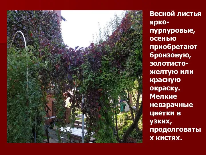 Весной листья ярко-пурпуровые, осенью приобретают бронзовую, золотисто-желтую или красную окраску. Мелкие невзрачные цветки