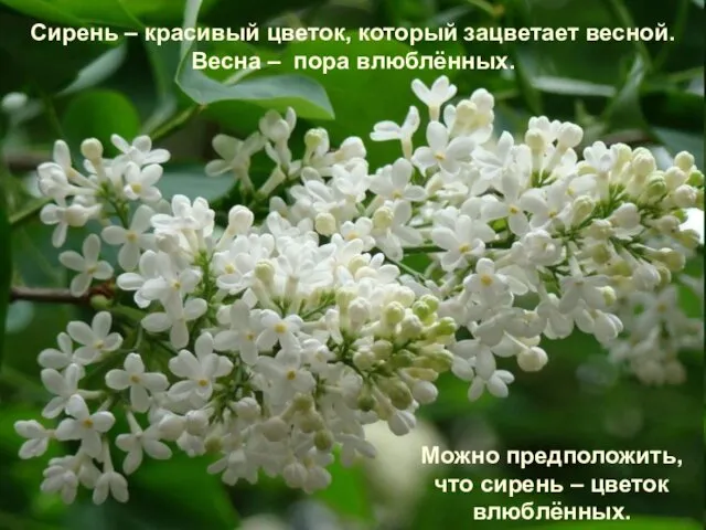 Сирень – красивый цветок, который зацветает весной. Весна – пора
