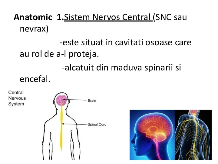 Anatomic 1.Sistem Nervos Central (SNC sau nevrax) -este situat in cavitati osoase care