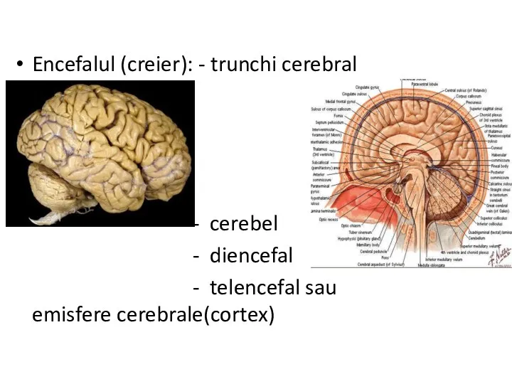 Encefalul (creier): - trunchi cerebral - cerebel - diencefal - telencefal sau emisfere cerebrale(cortex)