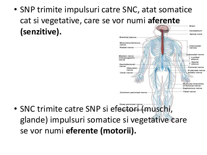 SNP trimite impulsuri catre SNC, atat somatice cat si vegetative,