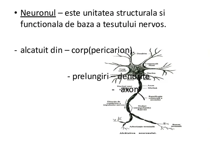 Neuronul – este unitatea structurala si functionala de baza a tesutului nervos. alcatuit
