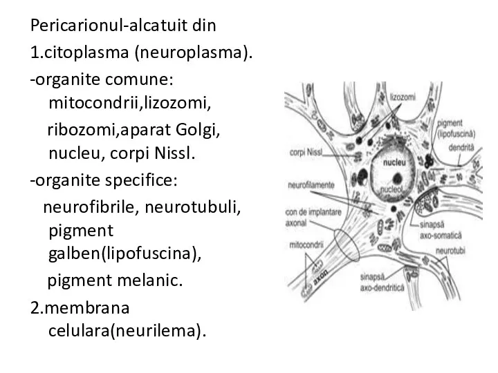 Pericarionul-alcatuit din 1.citoplasma (neuroplasma). -organite comune: mitocondrii,lizozomi, ribozomi,aparat Golgi, nucleu, corpi Nissl. -organite