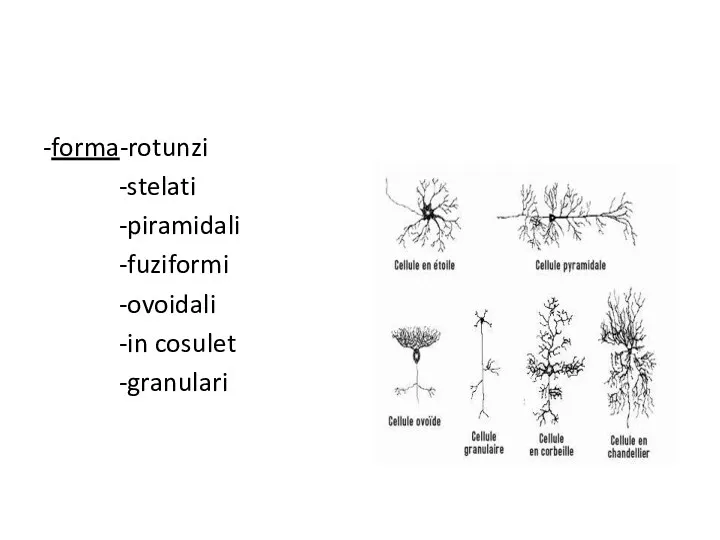 -forma-rotunzi -stelati -piramidali -fuziformi -ovoidali -in cosulet -granulari