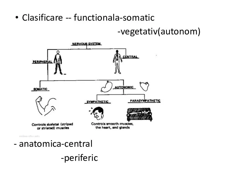 Clasificare -- functionala-somatic -vegetativ(autonom) - - anatomica-central -periferic