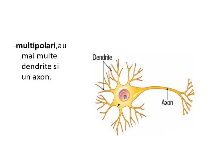 -multipolari,au mai multe dendrite si un axon.
