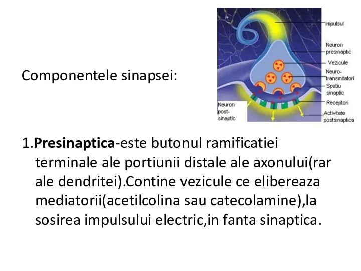 Componentele sinapsei: 1.Presinaptica-este butonul ramificatiei terminale ale portiunii distale ale axonului(rar ale dendritei).Contine