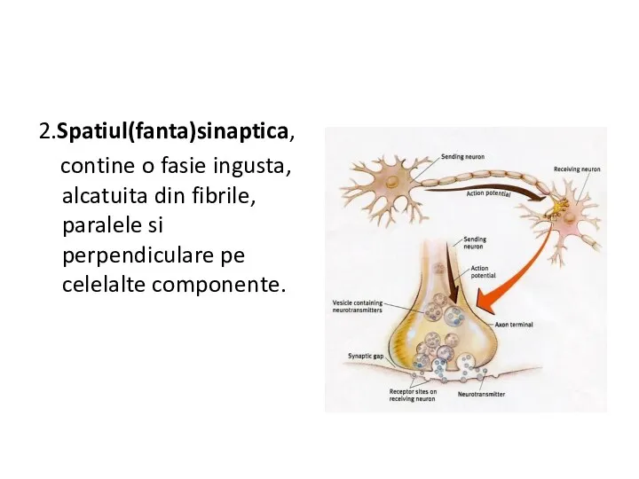 2.Spatiul(fanta)sinaptica, contine o fasie ingusta, alcatuita din fibrile, paralele si perpendiculare pe celelalte componente.