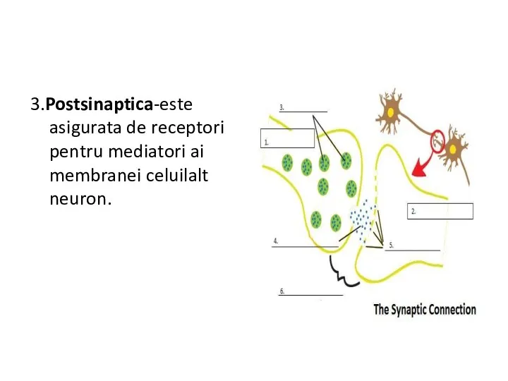 3.Postsinaptica-este asigurata de receptori pentru mediatori ai membranei celuilalt neuron.