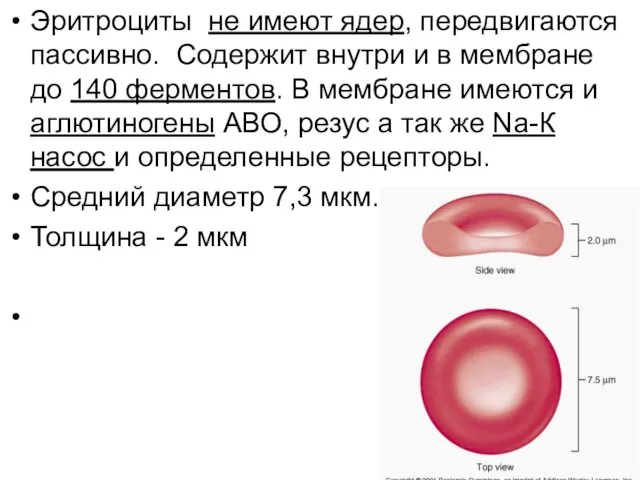 Эритроциты не имеют ядер, передвигаются пассивно. Содержит внутри и в