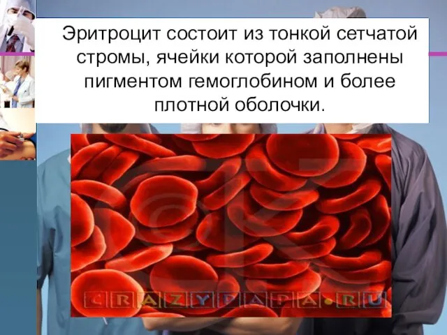 Эритроцит состоит из тонкой сетчатой стромы, ячейки которой заполнены пигментом гемоглобином и более плотной оболочки.