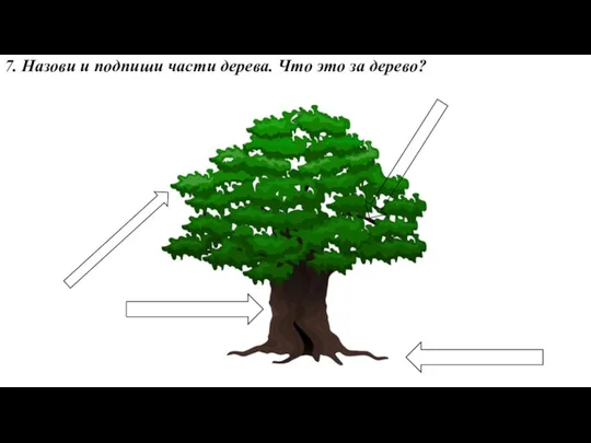 7. Назови и подпиши части дерева. Что это за дерево?