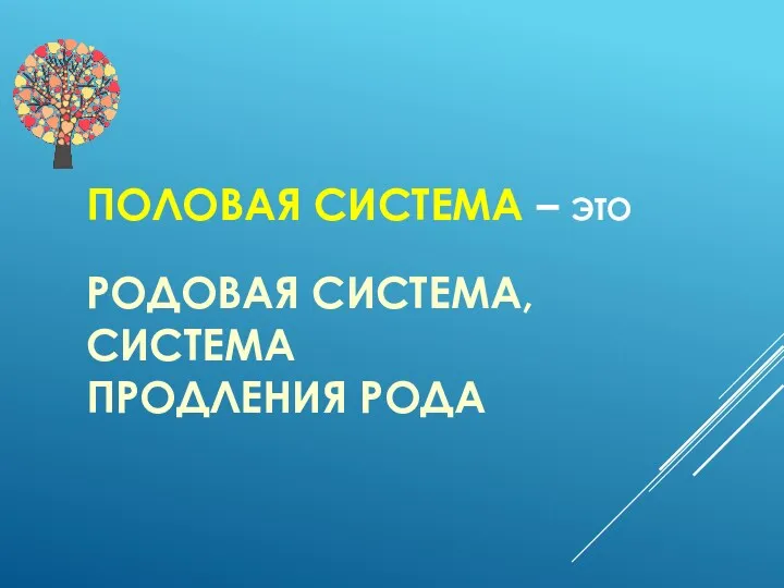 ПОЛОВАЯ СИСТЕМА – ЭТО РОДОВАЯ СИСТЕМА, СИСТЕМА ПРОДЛЕНИЯ РОДА