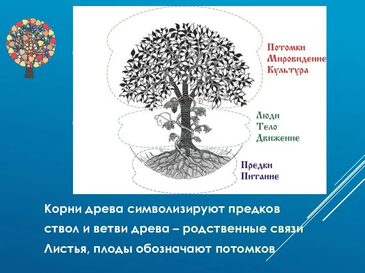 Корни древа символизируют предков ствол и ветви древа – родственные связи Листья, плоды обозначают потомков