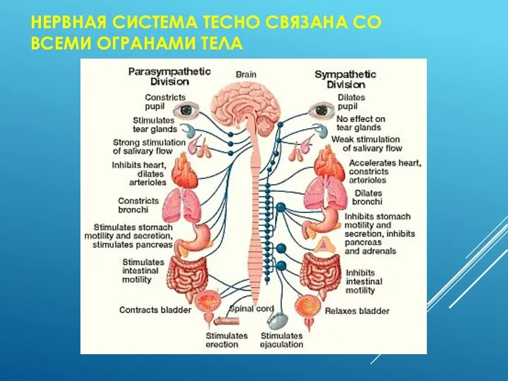 НЕРВНАЯ СИСТЕМА ТЕСНО СВЯЗАНА СО ВСЕМИ ОГРАНАМИ ТЕЛА