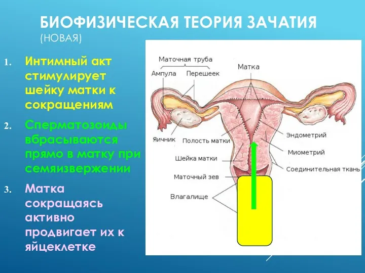 БИОФИЗИЧЕСКАЯ ТЕОРИЯ ЗАЧАТИЯ (НОВАЯ) Интимный акт стимулирует шейку матки к