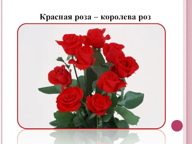 Красная роза – королева роз