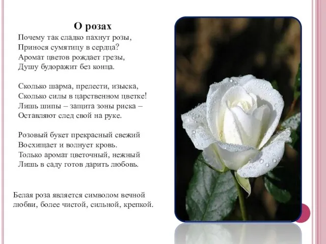 О розах Почему так сладко пахнут розы, Принося сумятицу в сердца? Аромат цветов