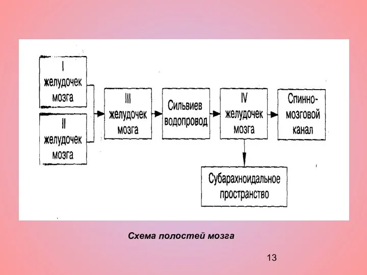 Схема полостей мозга