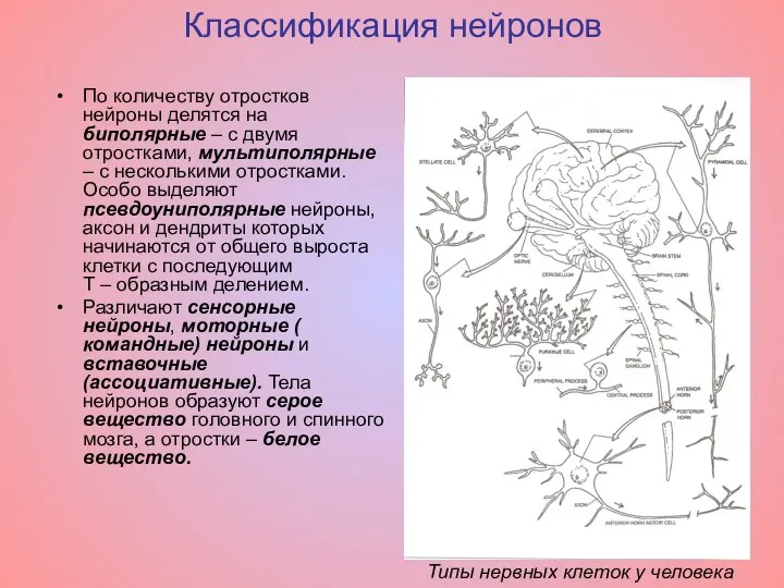 Классификация нейронов По количеству отростков нейроны делятся на биполярные –