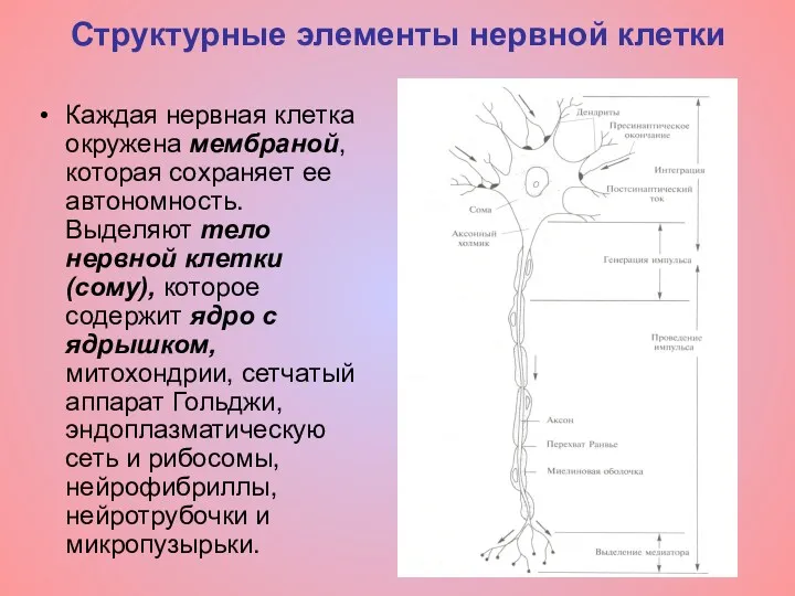 Структурные элементы нервной клетки Каждая нервная клетка окружена мембраной, которая