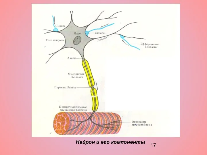 Нейрон и его компоненты