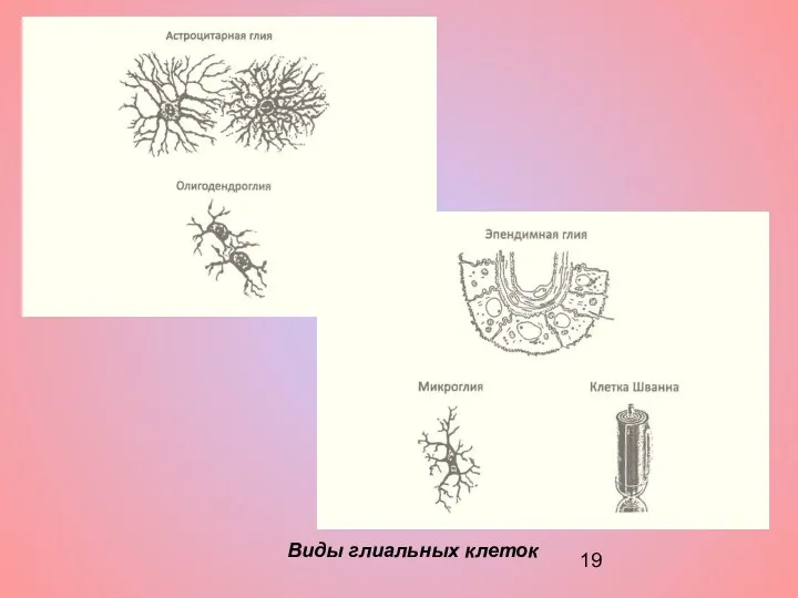 Виды глиальных клеток
