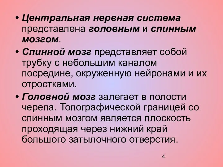 Центральная нервная система представлена головным и спинным мозгом. Спинной мозг