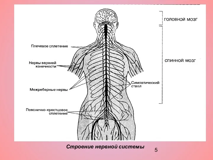 Строение нервной системы