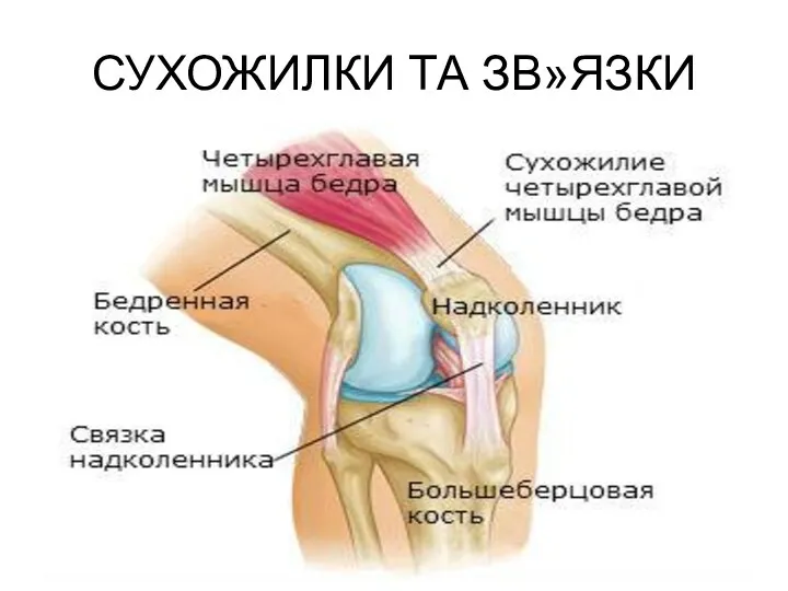 СУХОЖИЛКИ ТА ЗВ»ЯЗКИ