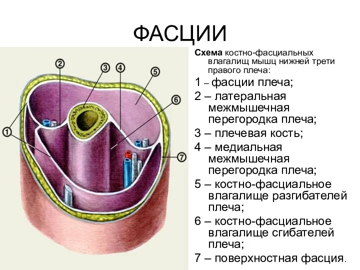 ФАСЦИИ Схема костно-фасциальных влагалищ мышц нижней трети правого плеча: 1