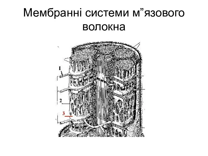 Мембранні системи м”язового волокна