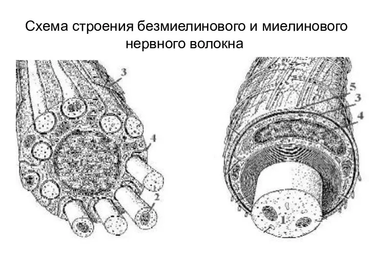 Схема строения безмиелинового и миелинового нервного волокна