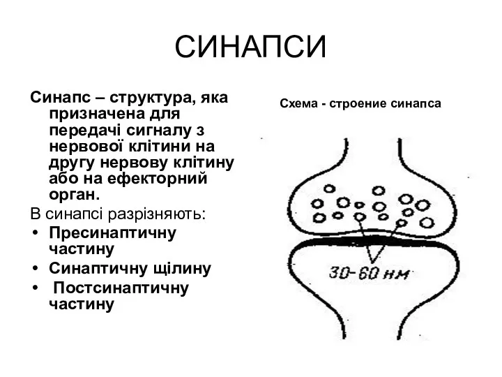 СИНАПСИ Синапс – структура, яка призначена для передачі сигналу з