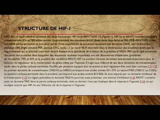 HIF-1 est un hétérodimère constitué des deux sous-unités HIF-1α et