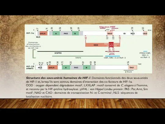 Structure des sous-unités humaines de HIF-1. Domaines fonctionnels des deux