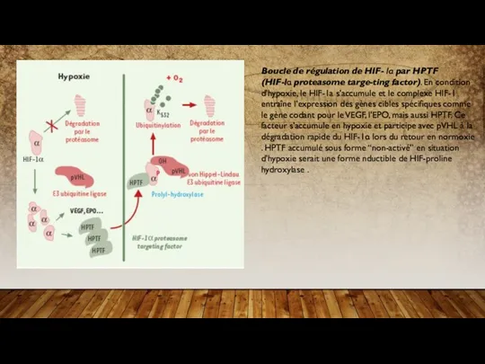 Boucle de régulation de HIF- lα par HPTF (HIF-lα proteasome