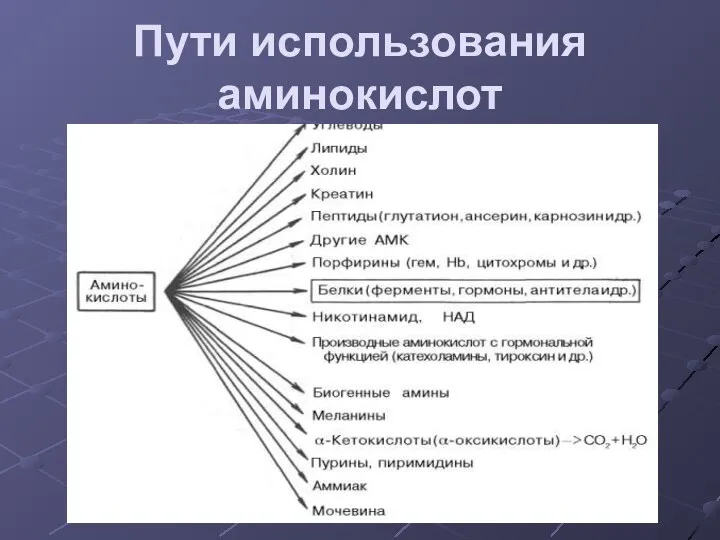 Пути использования аминокислот