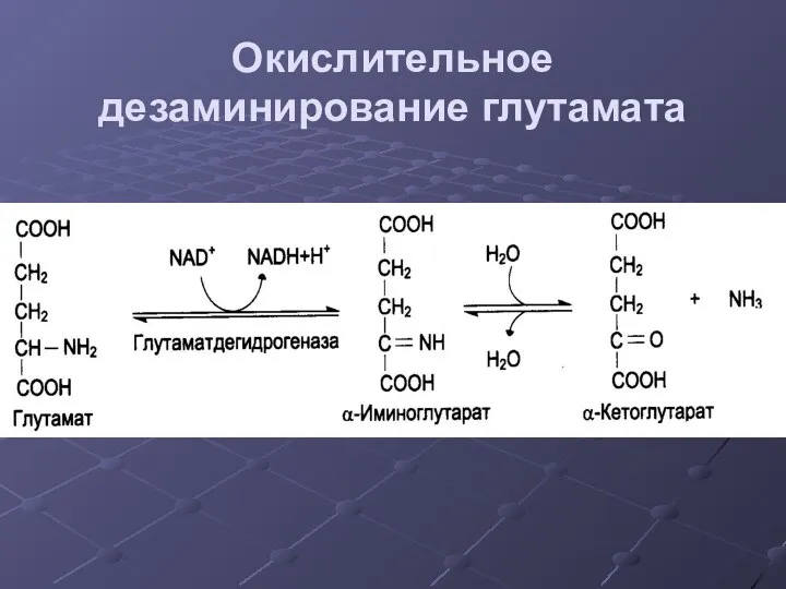 Окислительное дезаминирование глутамата .