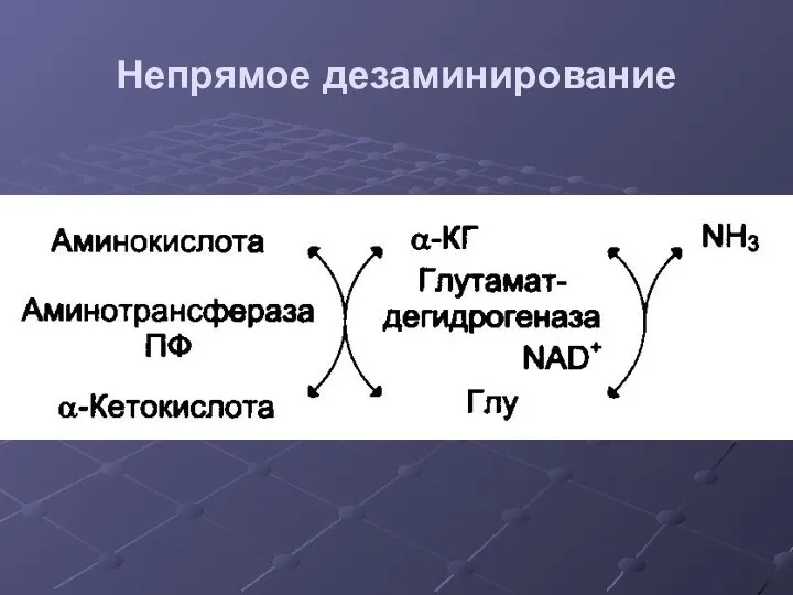 Непрямое дезаминирование