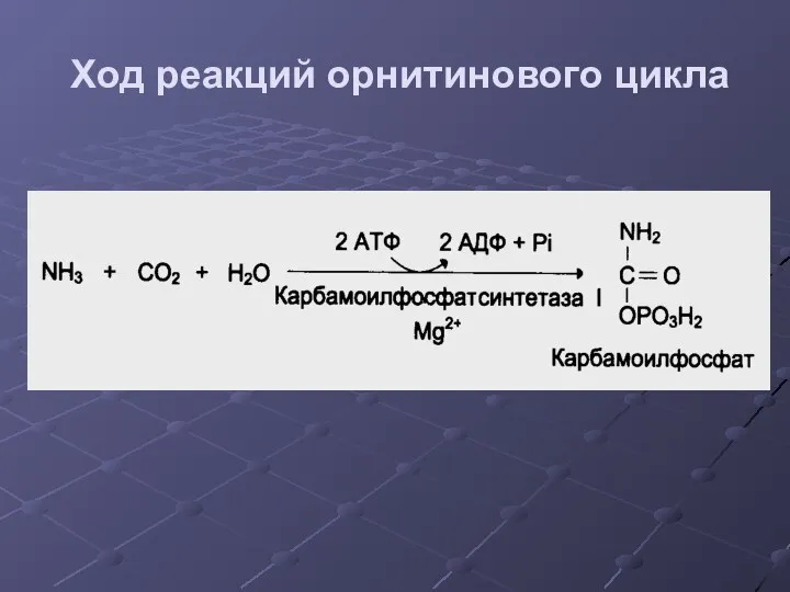 Ход реакций орнитинового цикла