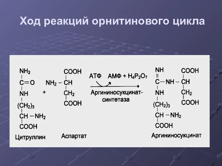 Ход реакций орнитинового цикла