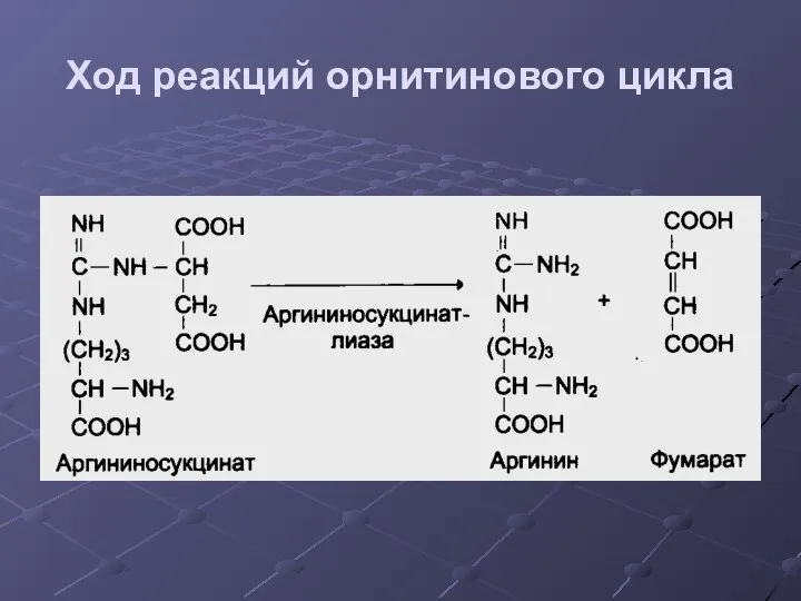 Ход реакций орнитинового цикла