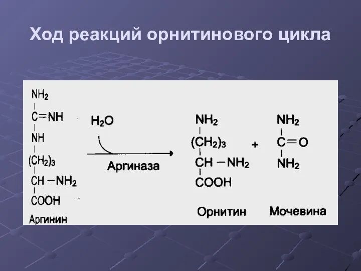 Ход реакций орнитинового цикла